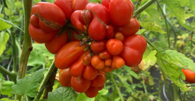 7 Unique Tomato Varieties to Grow for Eye-Catching Colors & Incredible Flavor