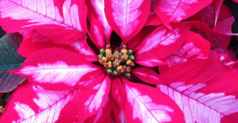 8 Breathtaking Pink Poinsettias to Grow – From Neon Brights to Soft Pastels