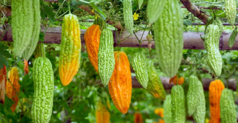 8 Low-Maintenance Fruit Vines That Instantly Liven Up Any Space