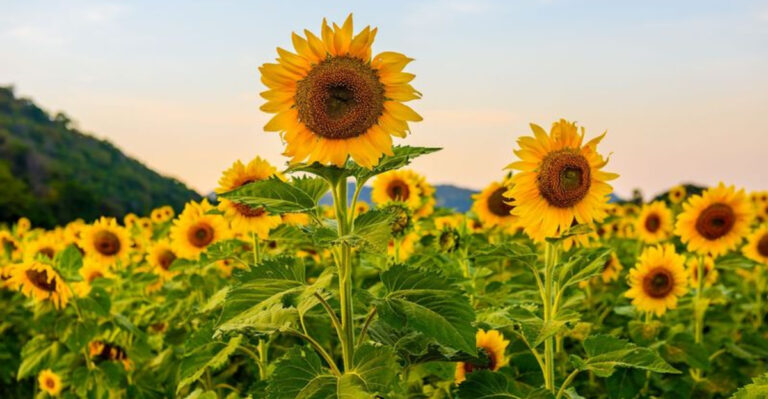 8 Perfect Companion Plants to Grow With Watermelon