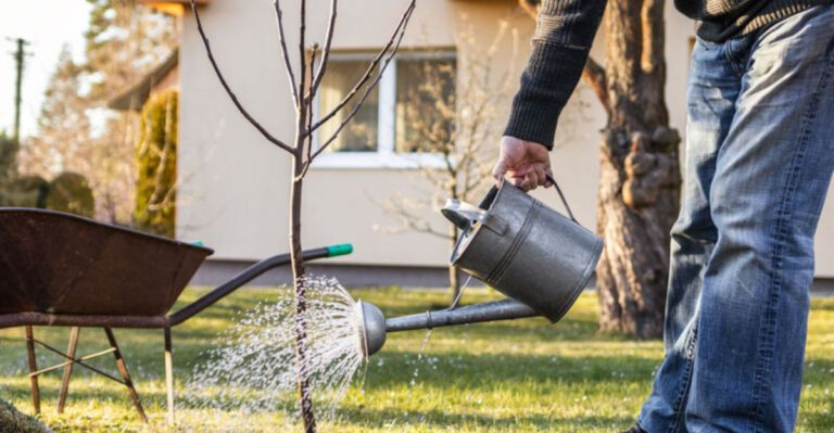 8 Ways to Protect Your Fruit Trees From Freezing Temperatures