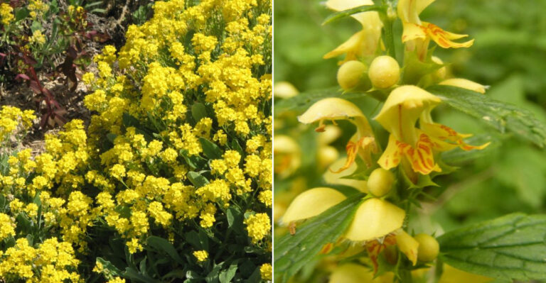 9 Beautiful Yellow Flower Ground Covers to Brighten Your Landscape