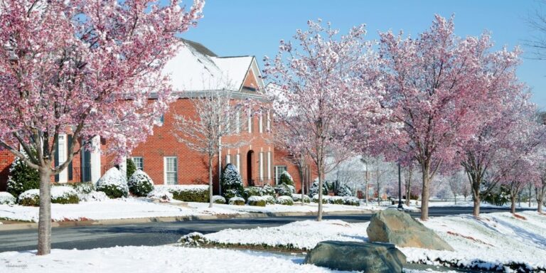 9 Tips on How to Protect Early Fruit Tree Blossoms From Frost