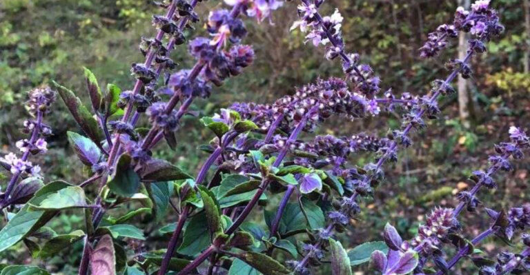 African Blue Basil: 12 Reasons This Unique Herb Belongs in Your Garden