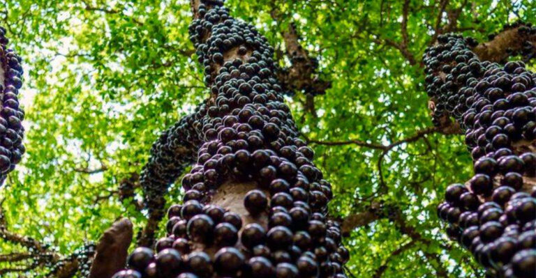 Alien Trees? The Strangest-Looking Trees on Earth 👽🌿