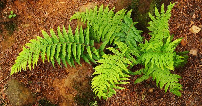 Avoid These 10 Common Mistakes When Using Ferns as Ground Cover