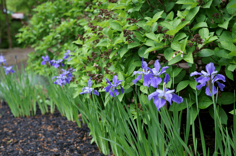 Japanese Iris (菖蒲, Ayame)