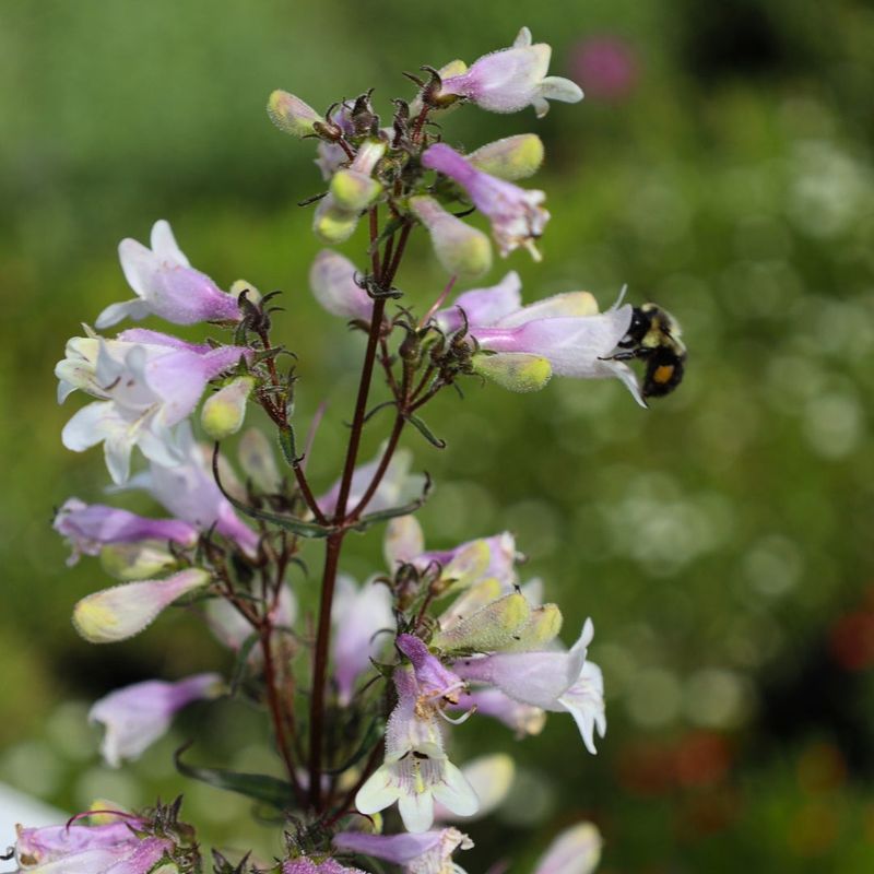 Beardtongue (Penstemon digitalis, e.g. ‘Husker Red’)