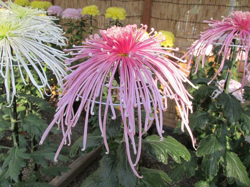 Chrysanthemum (菊, Kiku)