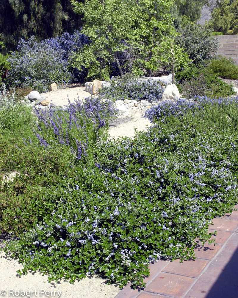 ‘Yankee Point’ Ceanothus (Ceanothus griseus var. horizontalis ‘Yankee Point’)