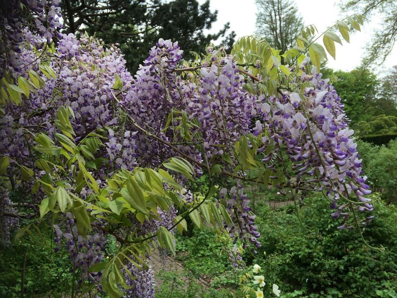 Japanese Wisteria (藤, Fuji)
