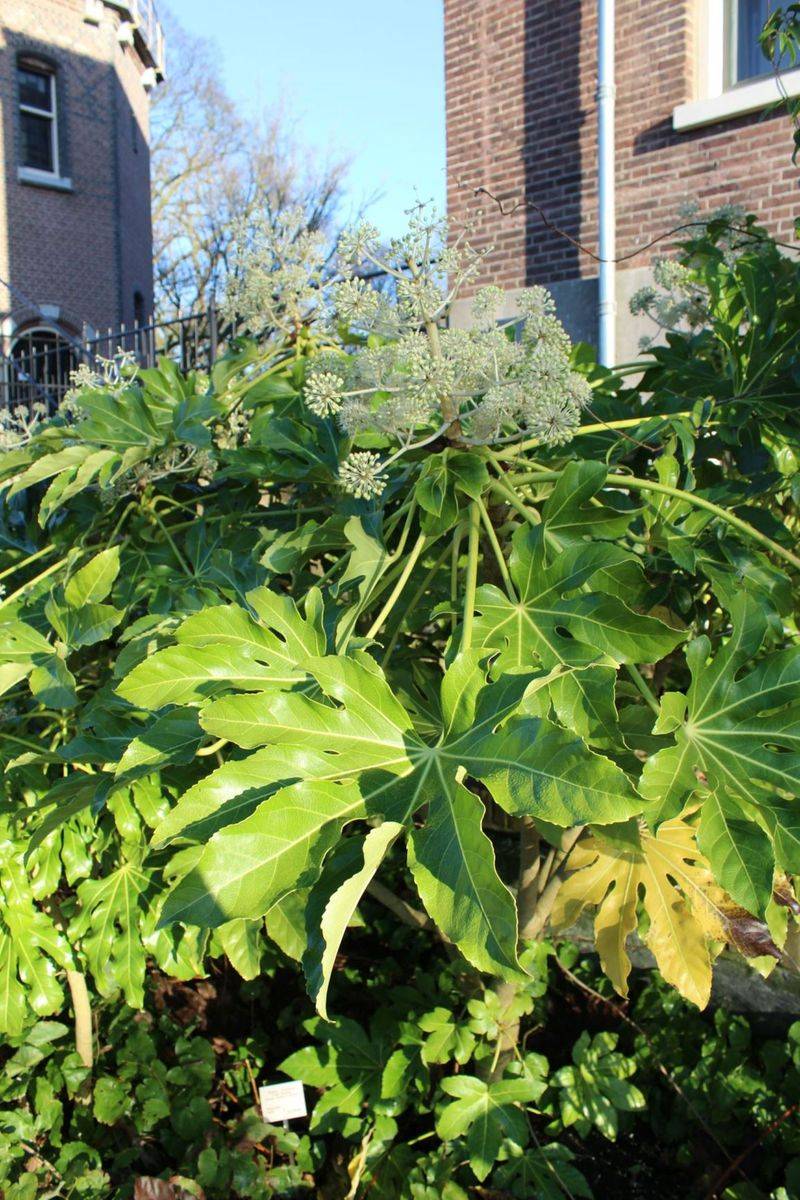 Fatsia Japonica (ヤツデ, Yatsude)