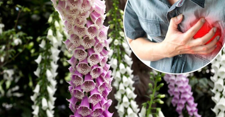 Deadly Beauty: 12 Hidden Dangers of Foxglove That Could Be Lurking in Your Garden