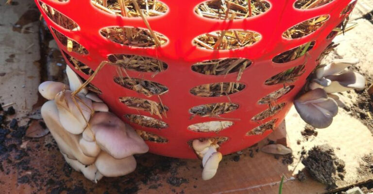 Easy & Affordable: 10 Steps to Growing Oyster Mushrooms in a Laundry Basket