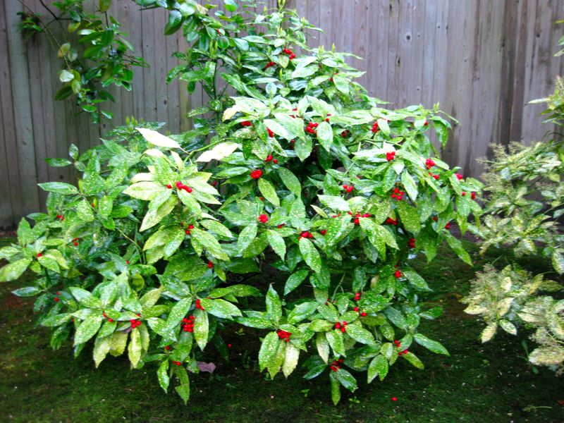 Japanese Laurel (アオキ, Aoki)