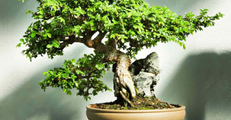 Ficus Ginseng Bonsai: 10 Surprising Facts About the Perfect Starter Plant