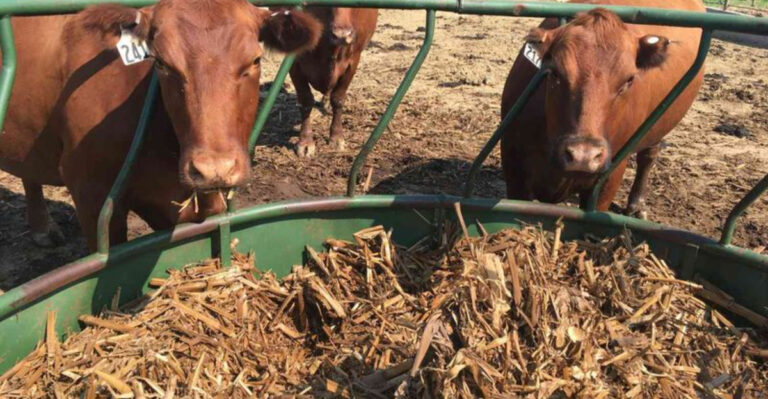 Fodder Explained: 10 Nutritious Options for Livestock Feeding