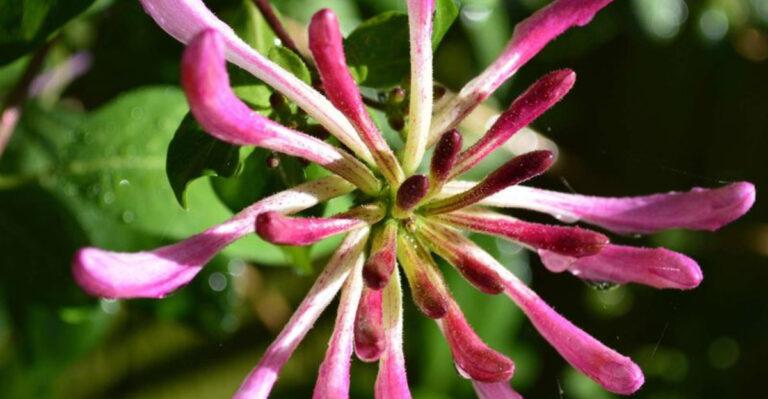 Honeysuckle: The Fragrant Climber That Transforms Any Garden