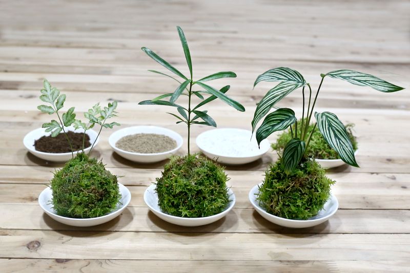 Kokedama (苔玉)