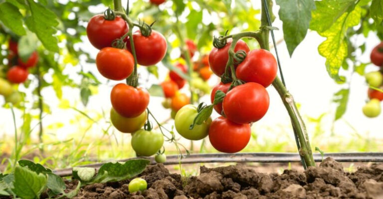 How To Make Tomato Plants Grow Faster: 10 Tips For An Early Bounty