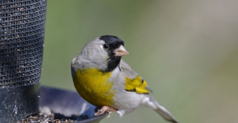 How to Attract Goldfinches to Your Garden: Simple Tips for a Bird-Friendly Backyard