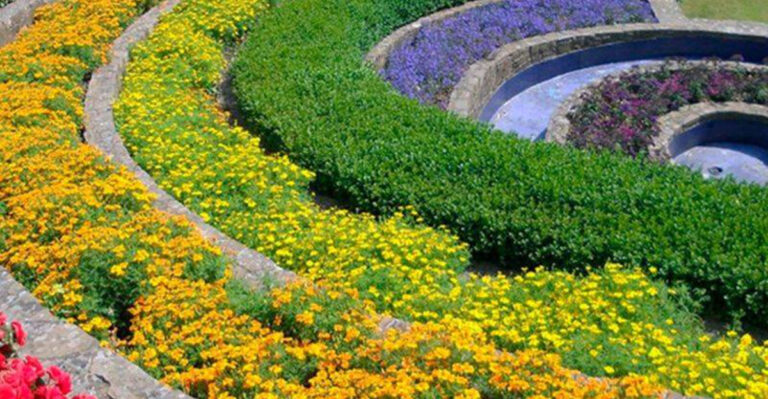 How to Create a Rainbow Garden with Colorful Blooms