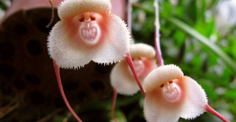 How to Grow Monkey Face Orchids: A Complete Care Guide for This Rare and Exotic Bloom