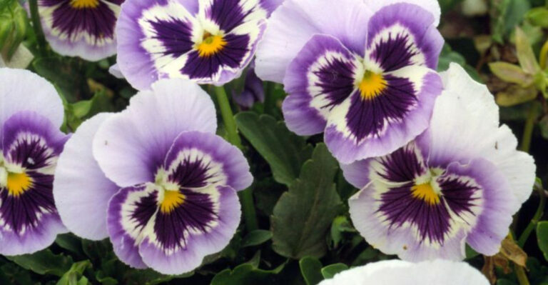 How to Start a Flower Garden: The 15 Best Blooms to Plant in February