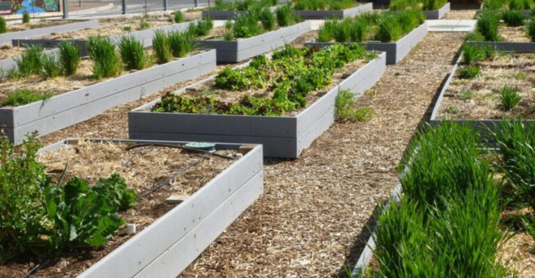 How to Water Your Raised Garden Beds Efficiently
