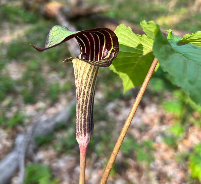 Jack‐in‐the‐Pulpit (Arisaema triphyllum)