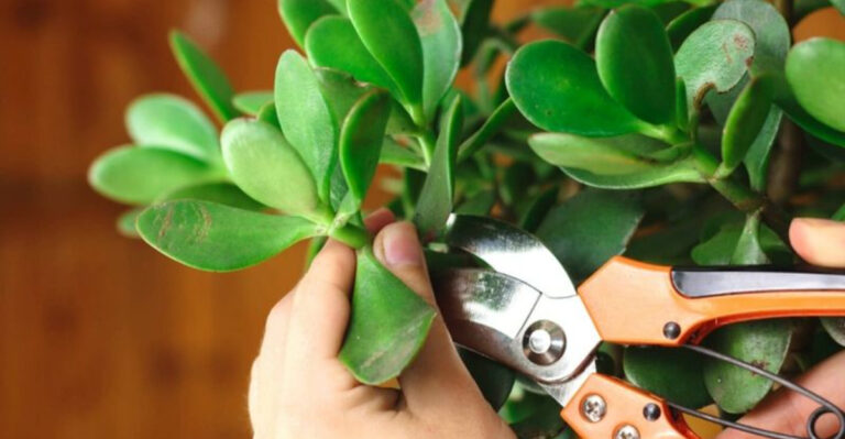 Jade Plant Care 101: 10 Expert Tips for a Thriving Succulent