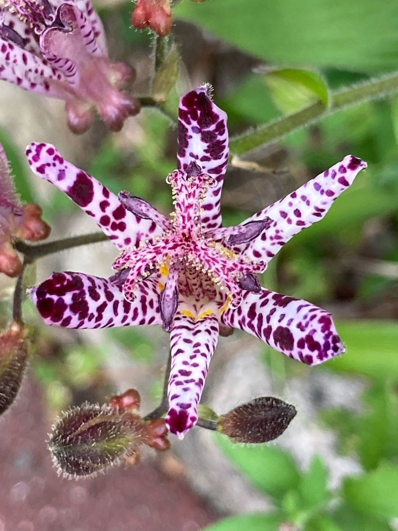 Toad Lily (杜鵑草, Hototogisu)