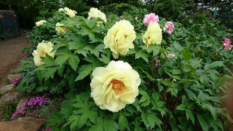 Peony (牡丹, Botan)