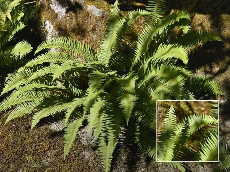 Japanese Fern (シダ, Shida)