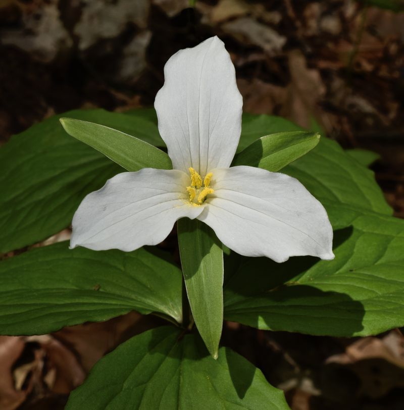 Large‐flowered Trillium (Trillium grandiflorum)