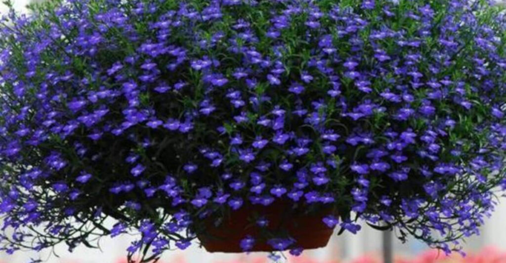 Lobelia: The Perfect Flower to Start Indoors in March for Stunning Blooms!