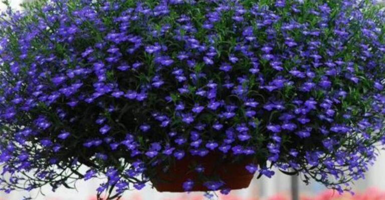 Lobelia: The Perfect Flower to Start Indoors in March for Stunning Blooms!