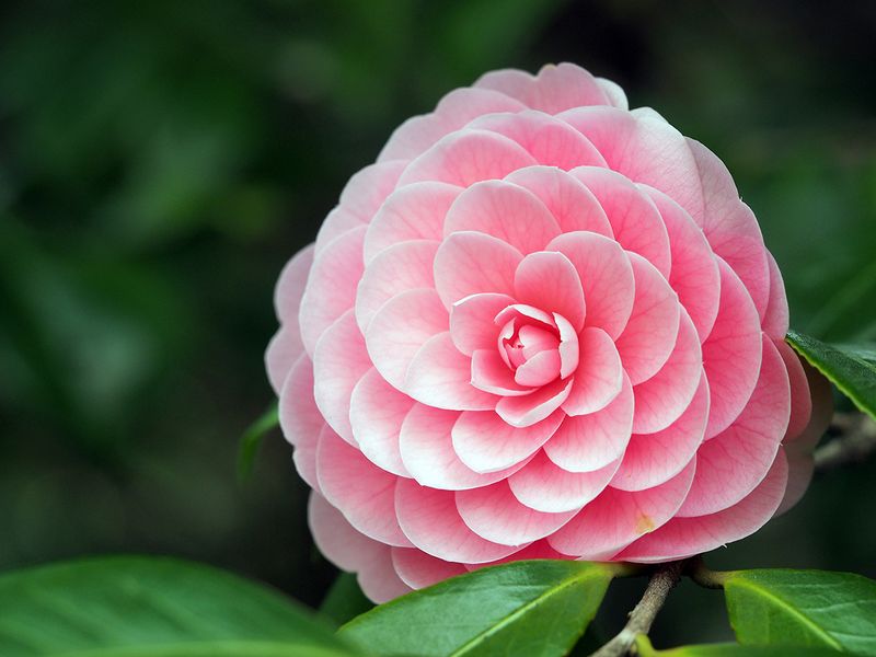 Camellia (椿, Tsubaki)