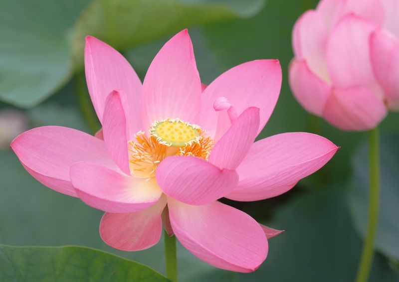 Sacred Lotus (蓮, Hasu)