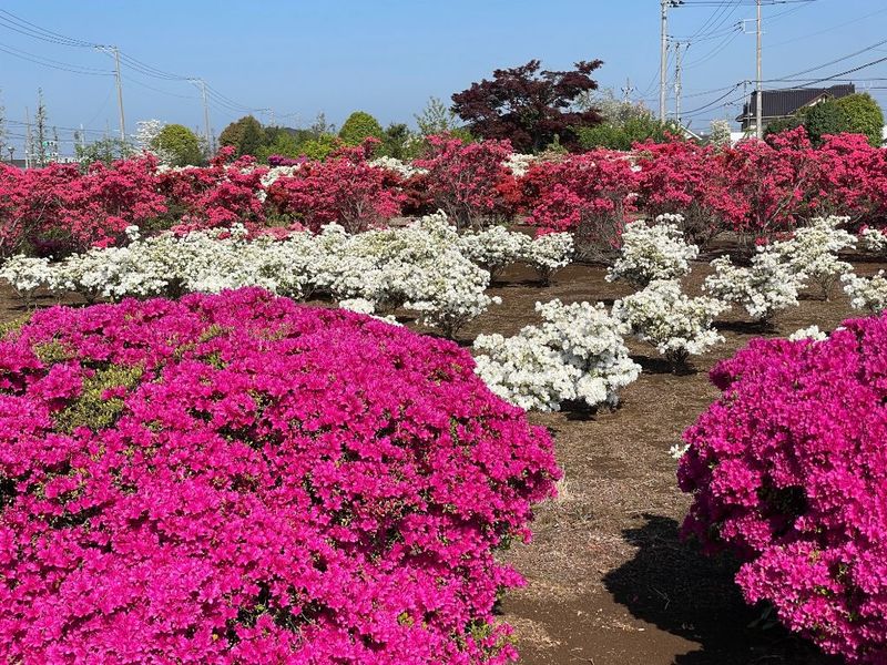 Azalea (躑躅, Tsutsuji)