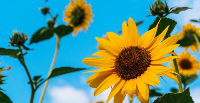 Plants That Glow, Scream, and Walk? 10 Wild Gardening Facts You Won’t Believe!