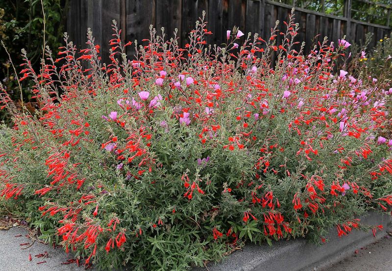 California Fuchsia (Epilobium canum ‘Everett’s Choice’, formerly Zauschneria)