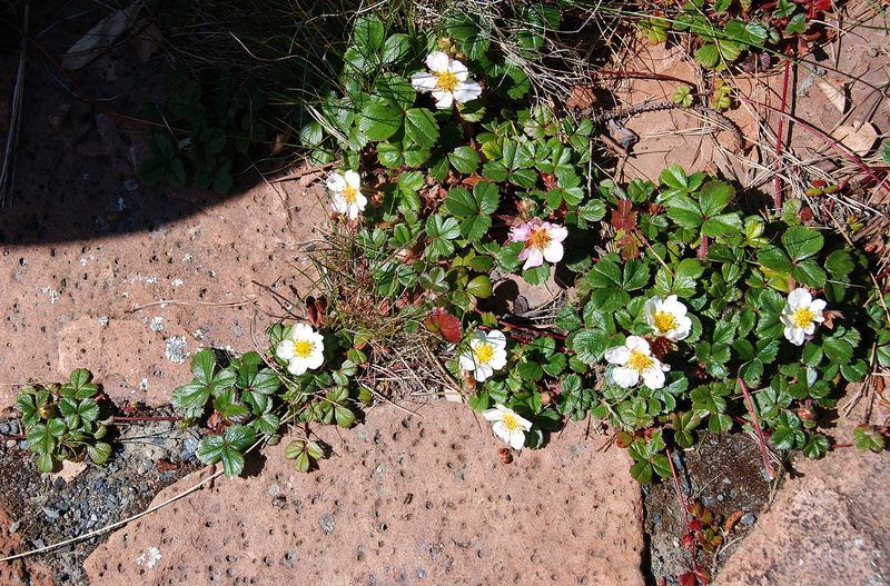 Beach Strawberry (Fragaria chiloensis)