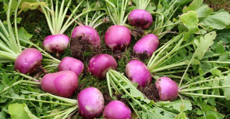 Rev Up Your Veggies: 20 Best Crops to Sow in March