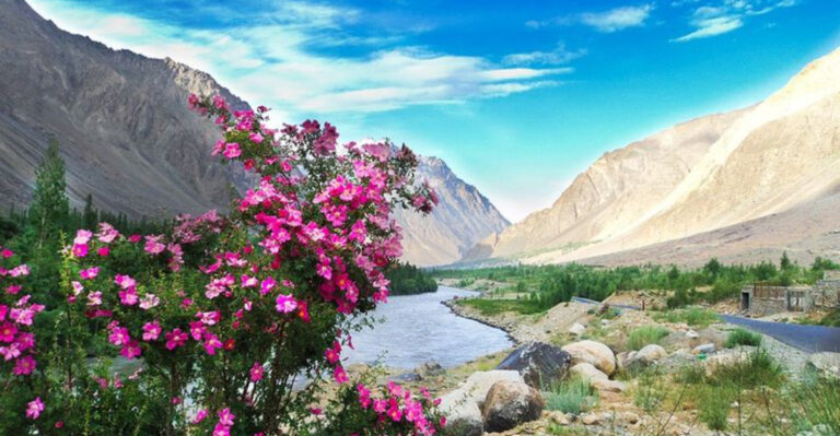 Roses in the Wild: From Mountain Slopes to Secret Valleys
