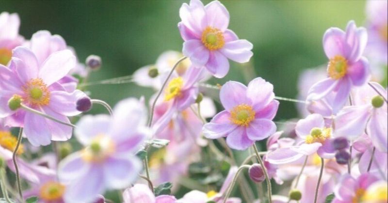 Japanese Anemone (秋明菊, Shūmeigiku)