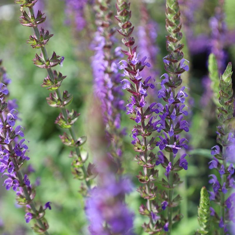 Salvia (Salvia nemorosa, e.g. ‘May Night’)