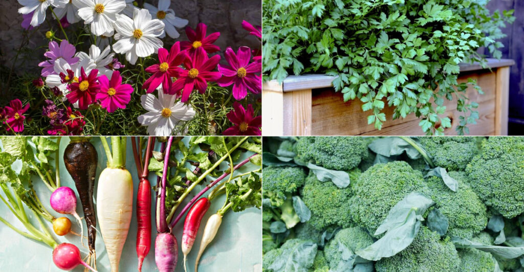 Spring Planting Guide: 22 things to Sow for a Vibrant Garden