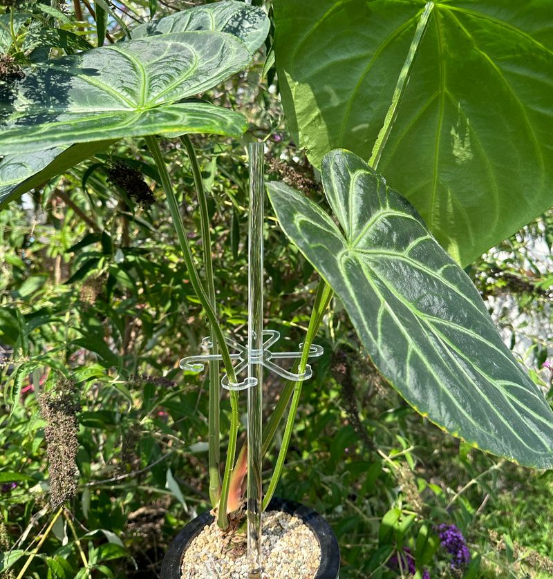 Stake Only When Necessary