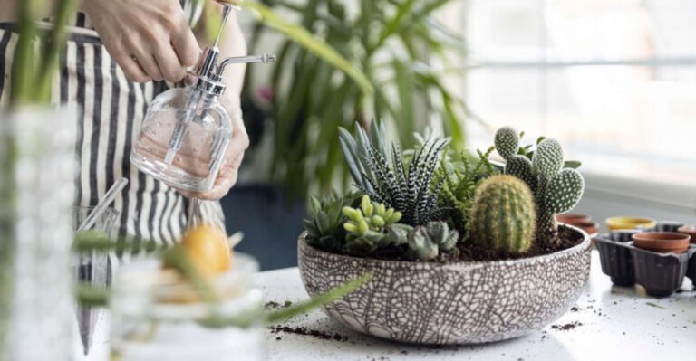 Stop! These 9 Habits Are Slowly Killing Your Succulents